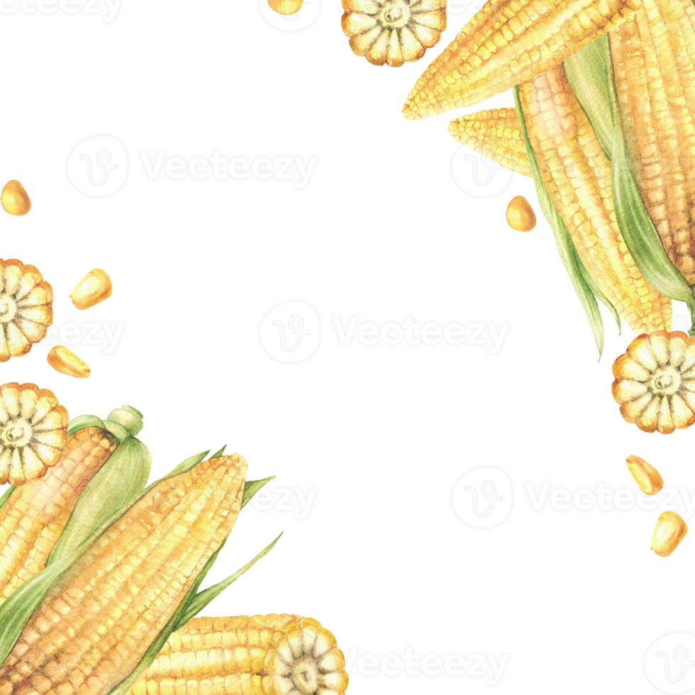 Corn cobs. Yellow sweet cut, whole maize cob and kernel square frame. Seeds and green leaves, husks of sweet corn plant Watercolor painted illustration Template for food label Isolated from background png