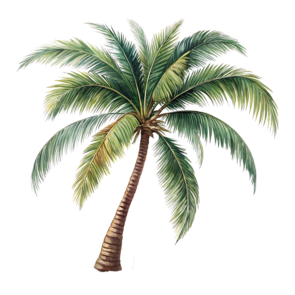 Watercolor Coconut Palm Tree on Transparent Background png