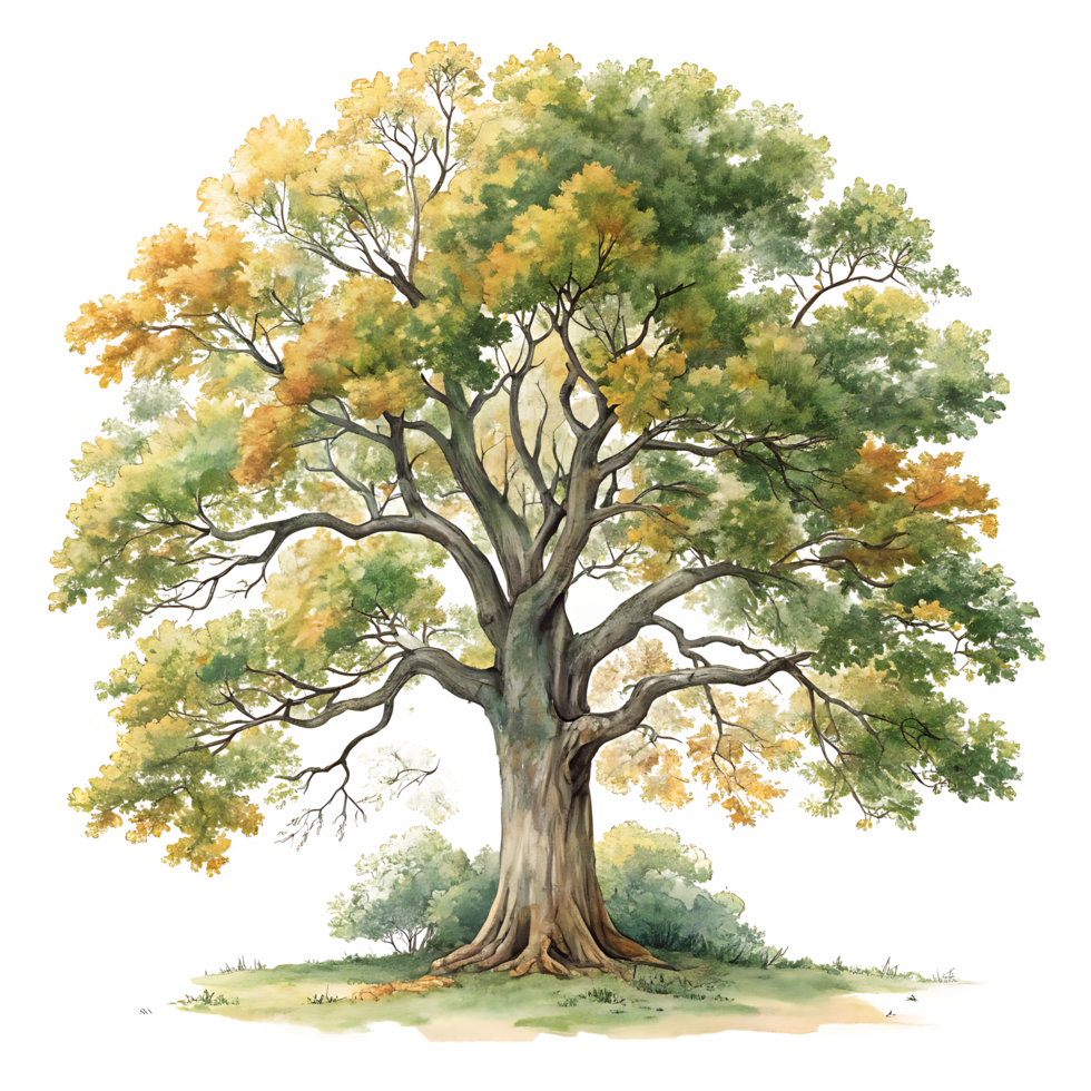 Sycamore Tree in Autumn Glory Vibrant Art of Nature Beauty png