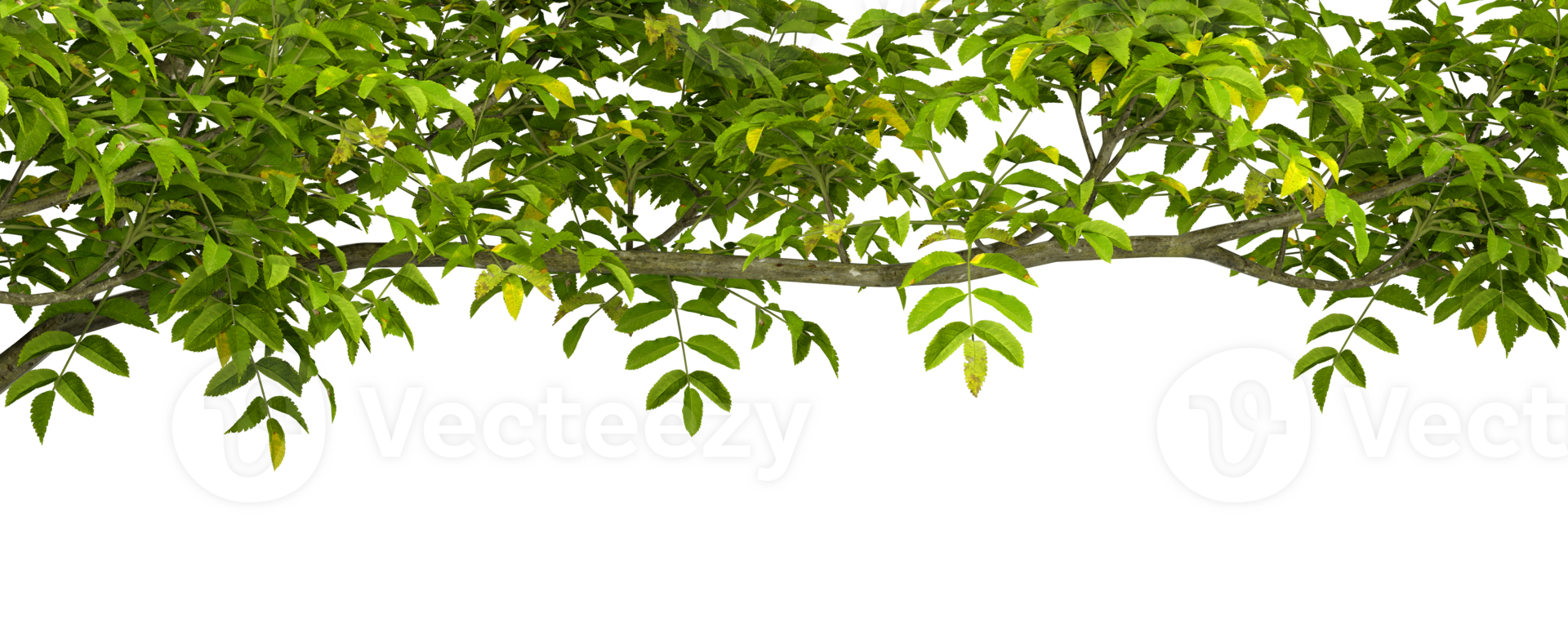 Cutout foreground green tree branches top composition on transparent backgrounds 3d rendering png