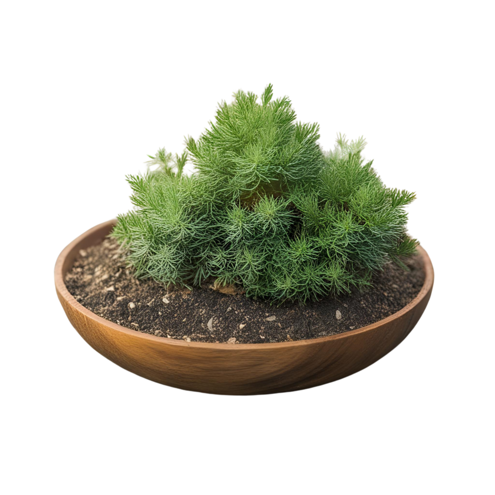 A plant in a bowl isolated on a transparent background png