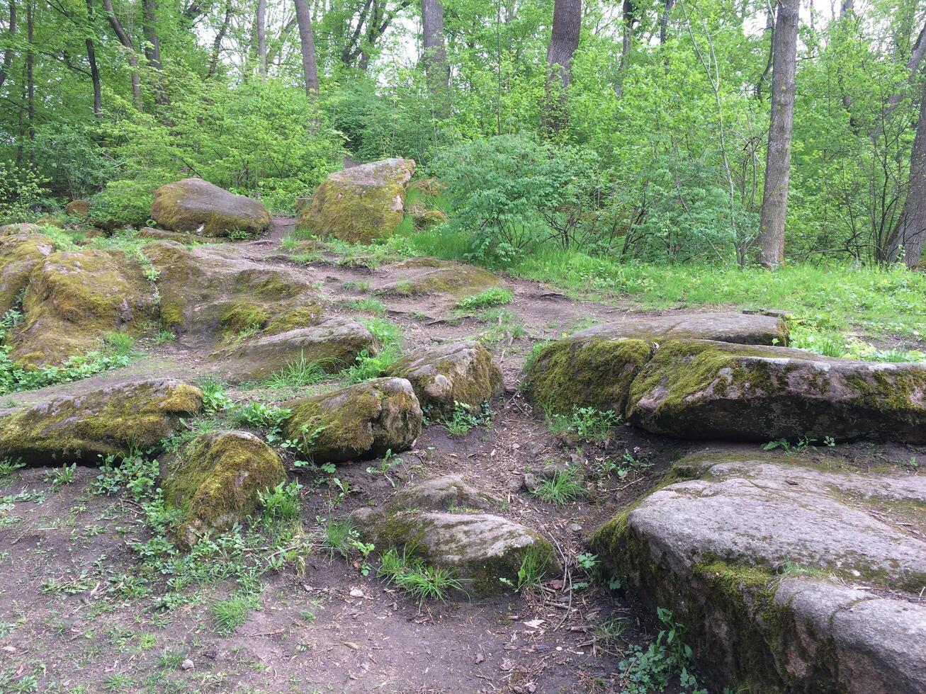 Forest path covered with large mossy stones creating a wilderness atmosphere. Tall trees with dense foliage photo