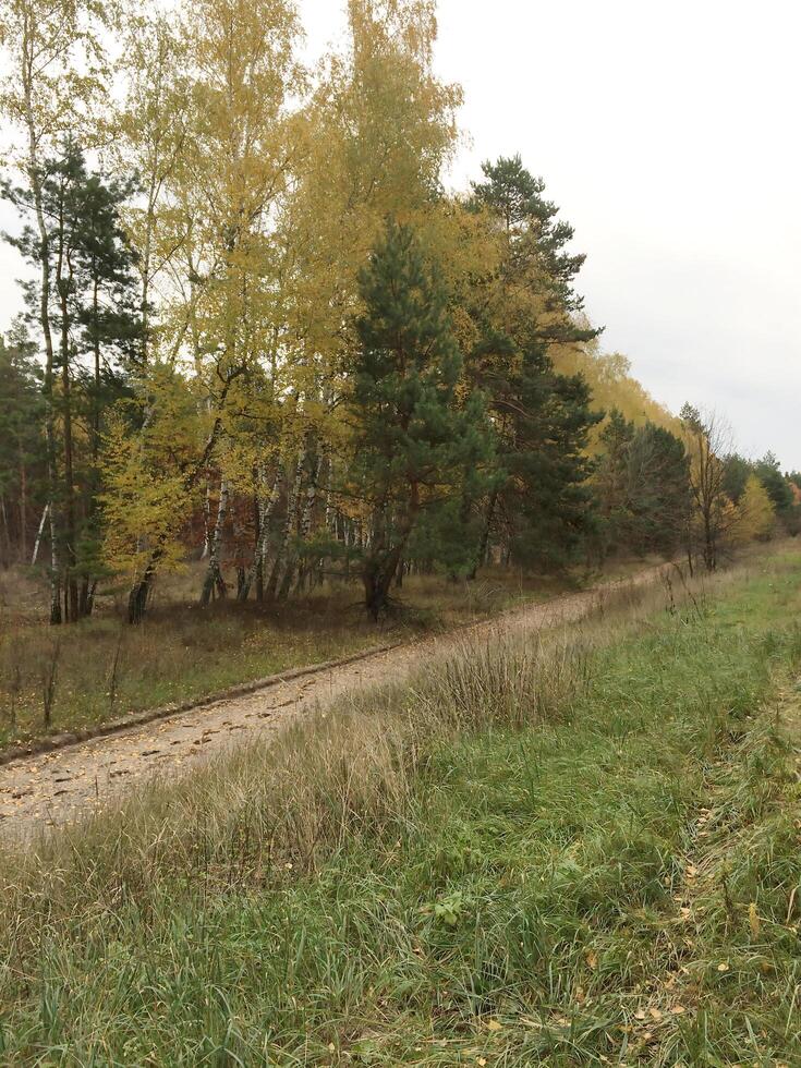 The autumn forest enchants with bright shades of yellow, red and orange. The path, lost among the golden leaves photo