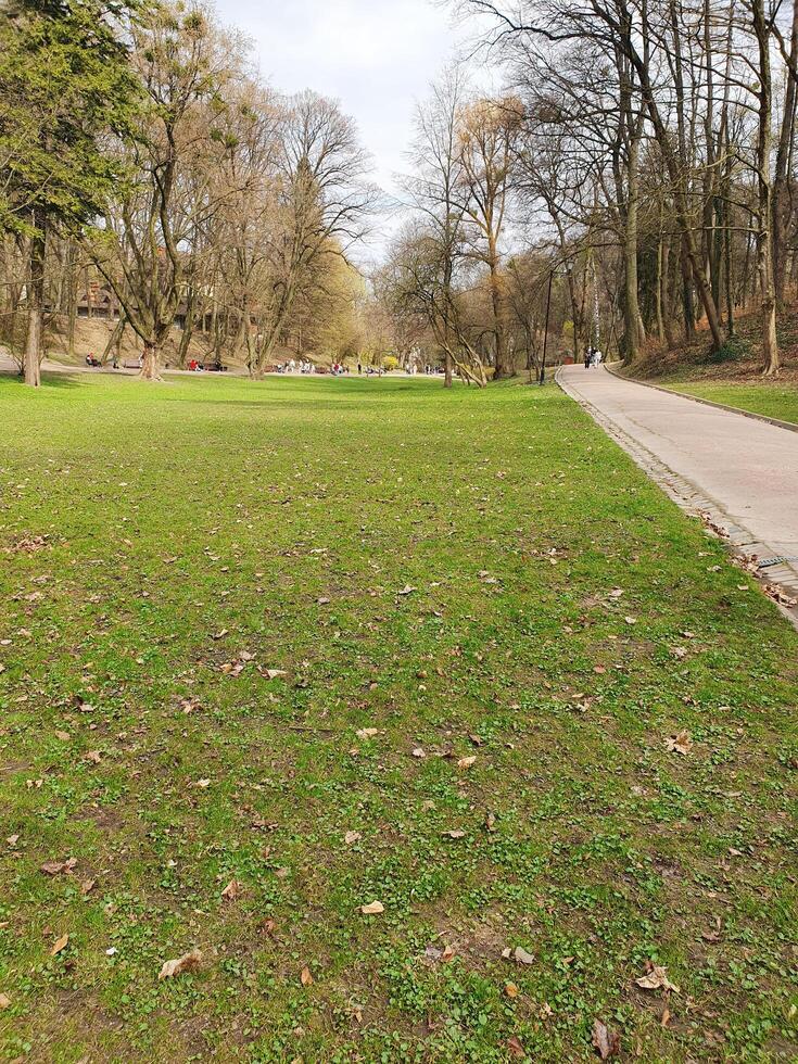Spring forest with tall slender trees, through which sunlight shines. The ground is covered with young greenery photo