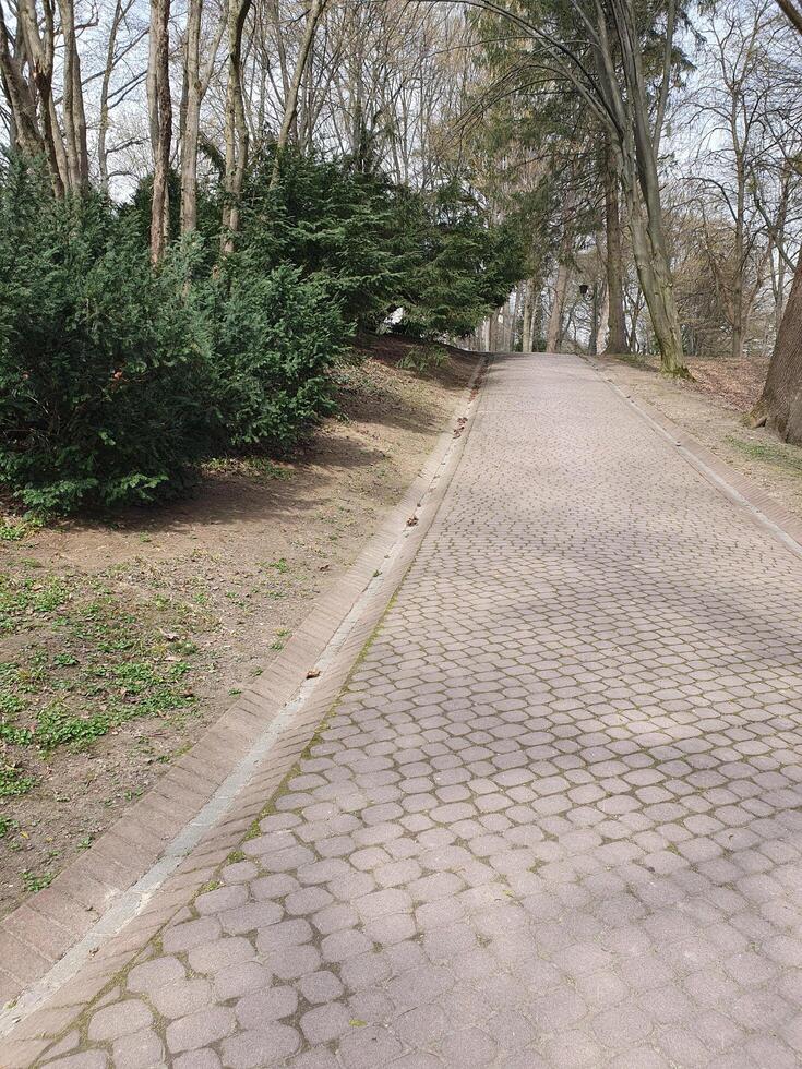 Path in a spring park, where life awakens after winter. Light green leaves of young trees create an atmosphere of freshness photo