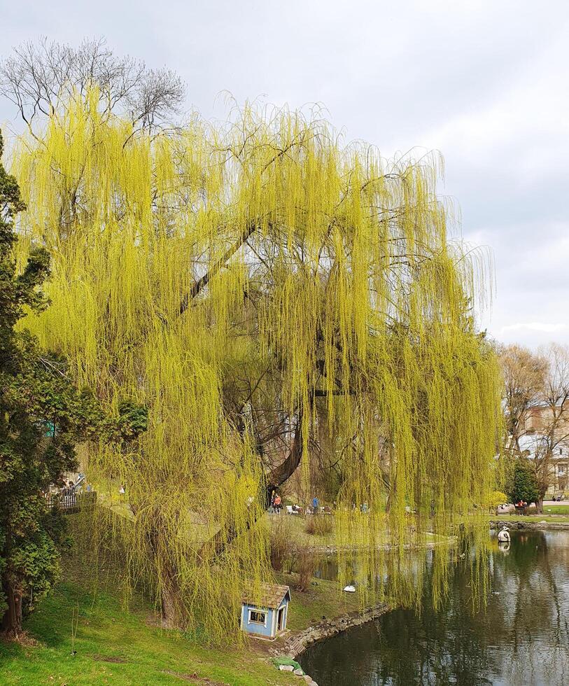 Spring landscape with a willow tree gracefully bending its flexible branches over the mirror surface of a lake photo