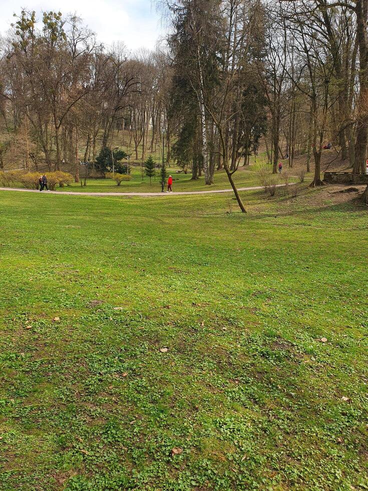 Park with a lawn. Spring forest with tall slender trees, through which sunlight shines. The ground is covered with young greenery photo