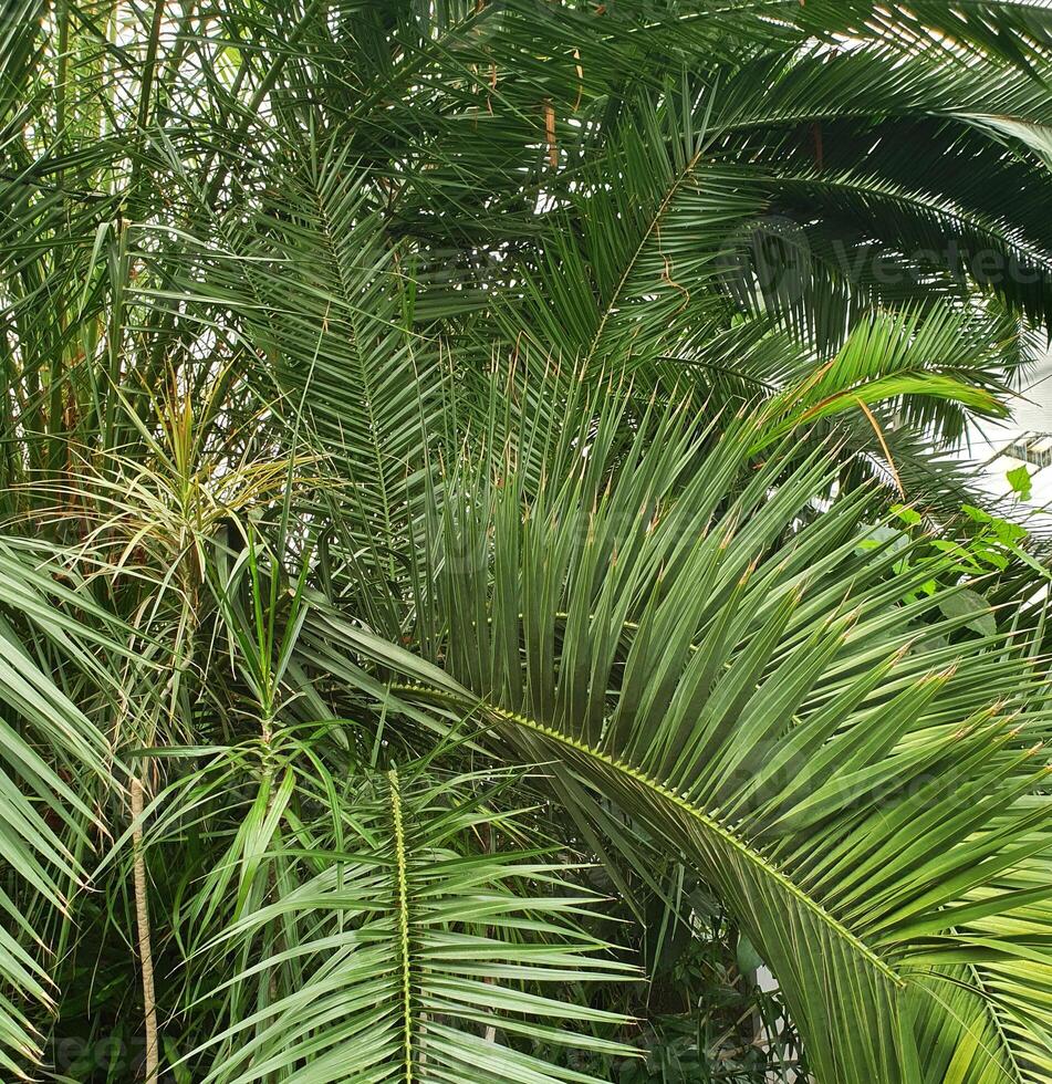 Large palm leaves. Dense green leafy texture of a palm grove. Detailed footage of tropical vegetation with bright green leaves photo