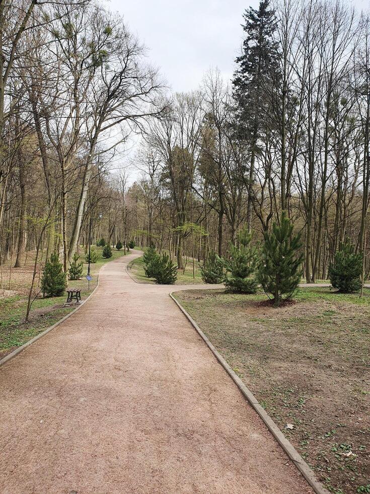 spring park. Spring forest with tall slender trees, through which sunlight shines. The ground is covered with young greenery photo
