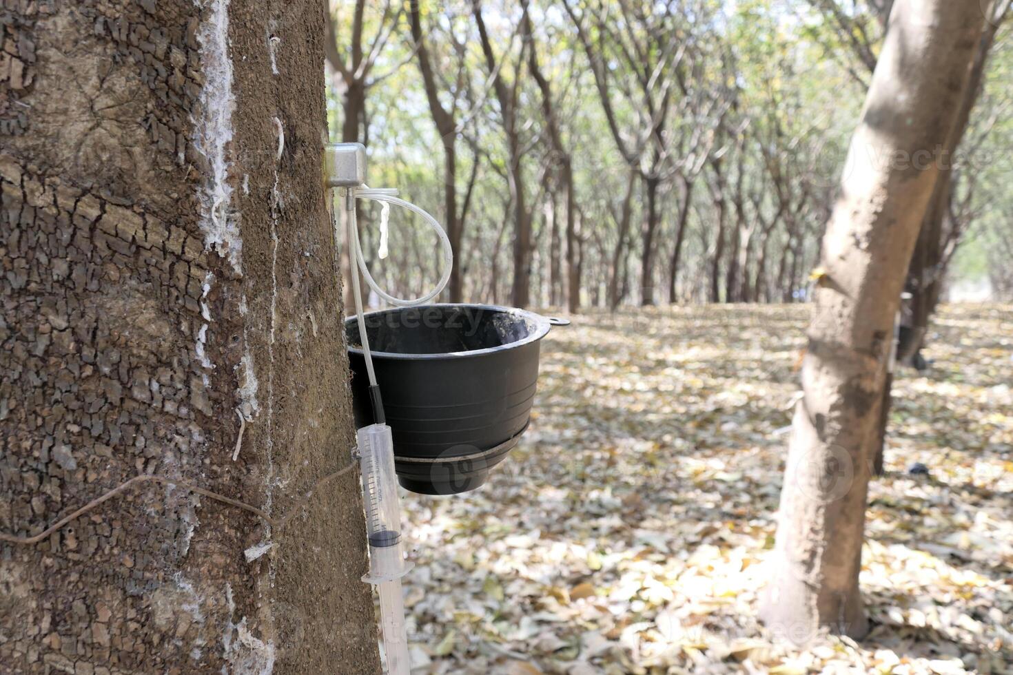 Cup waiting to receive rubber from the tree photo