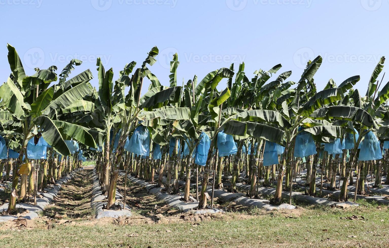 Banana bunches are covered with plastic bags to keep out insects. photo