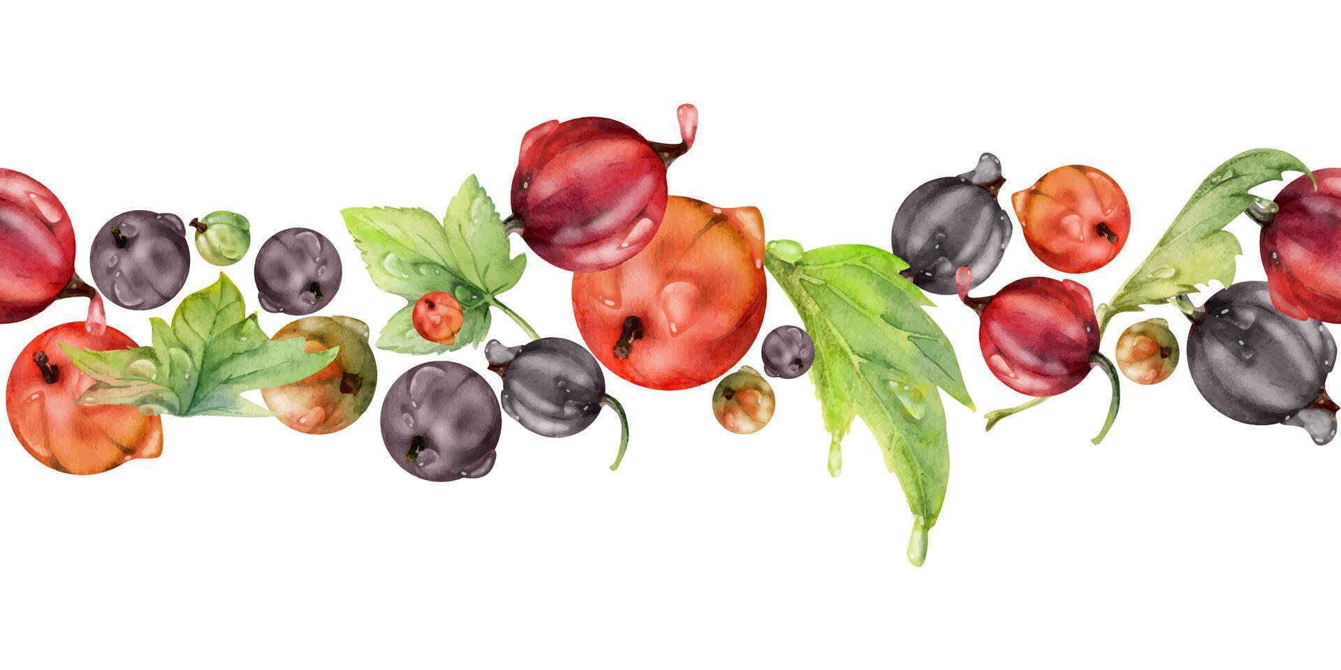 Currant gooseberry, leaves in water dew drops hand drawn in watercolor, scattered ripe garden berry. Seamless isolated banner garland. Home preserves, textile catalog, food store decor, recipe book vector