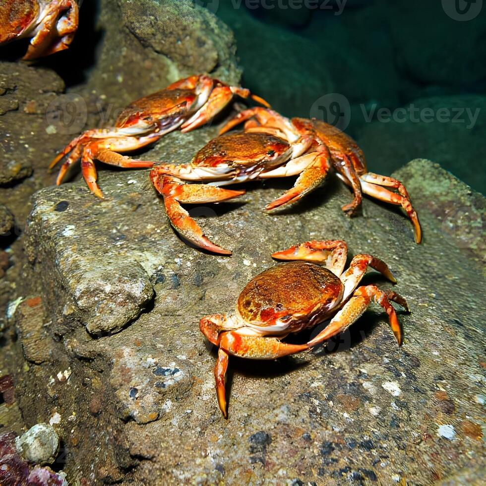 A group of crabs on a rock photo