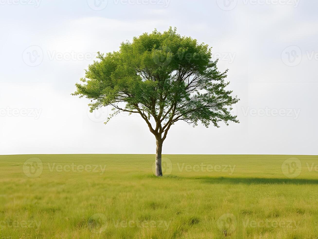 A lone tree stands in a grassy field photo