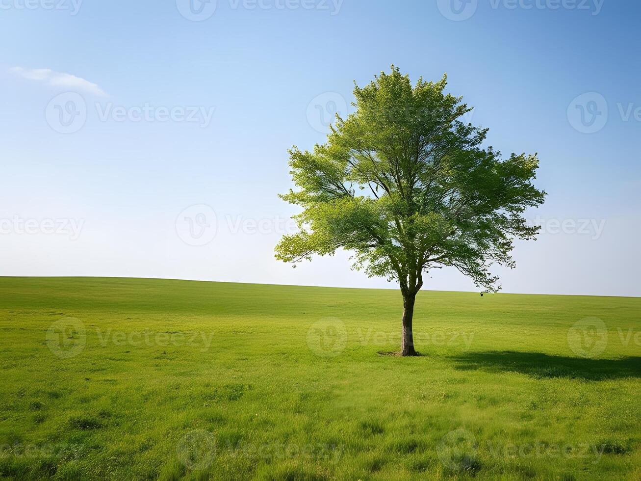 A lone tree in a field photo