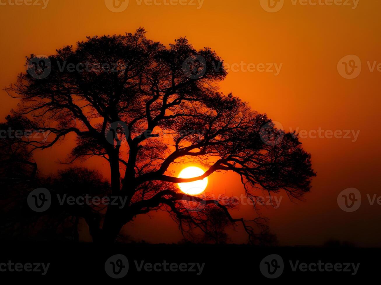 A tree in the sunset photo