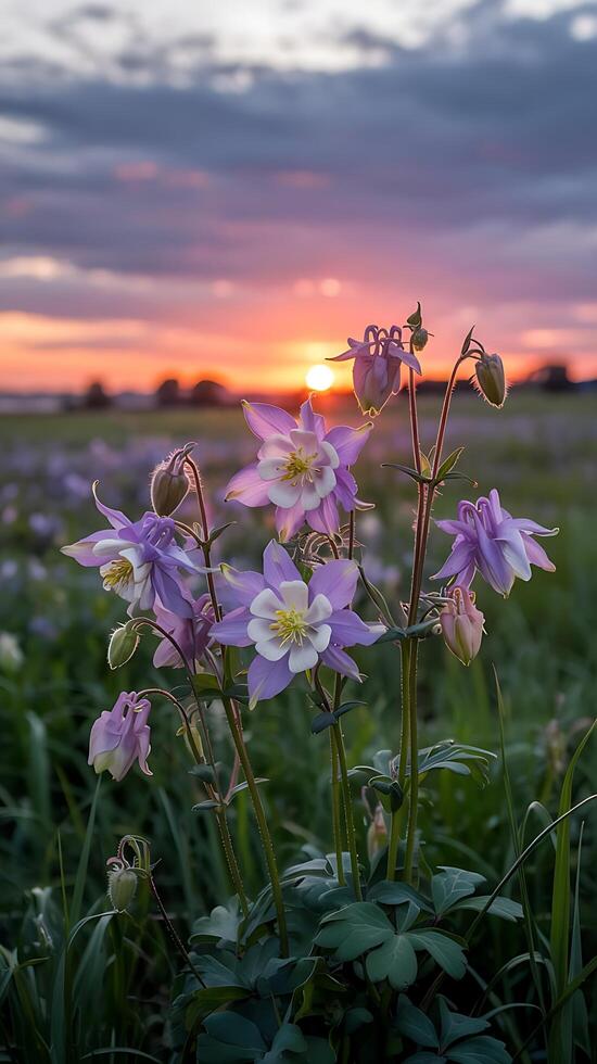 Columbine flowers at sunset photo