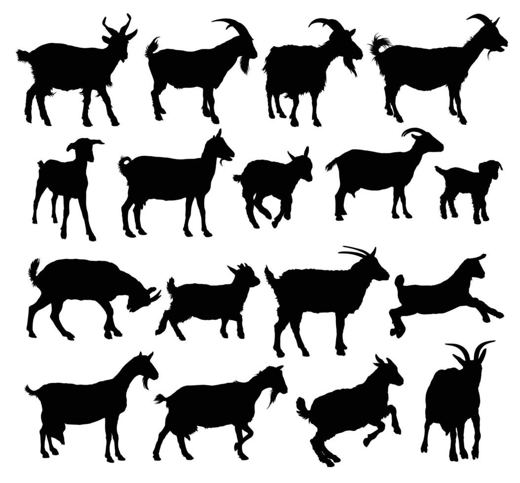 A big set silhouettes of farm goats. vector