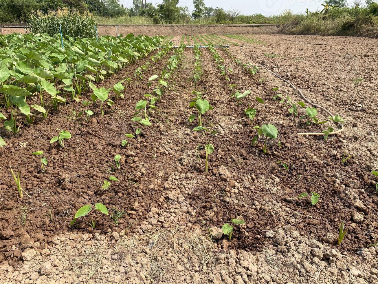 Rows of Planted Yam Seedlings in a Rural Agricultural Field photo