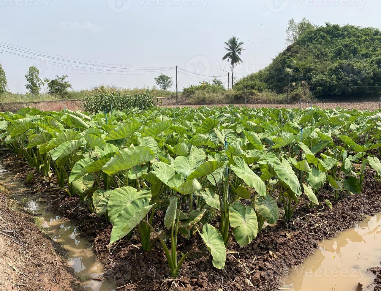 Lush Planted Yam Field with Green Leaves in Rural Farm Setting - Agricultural Crop photo