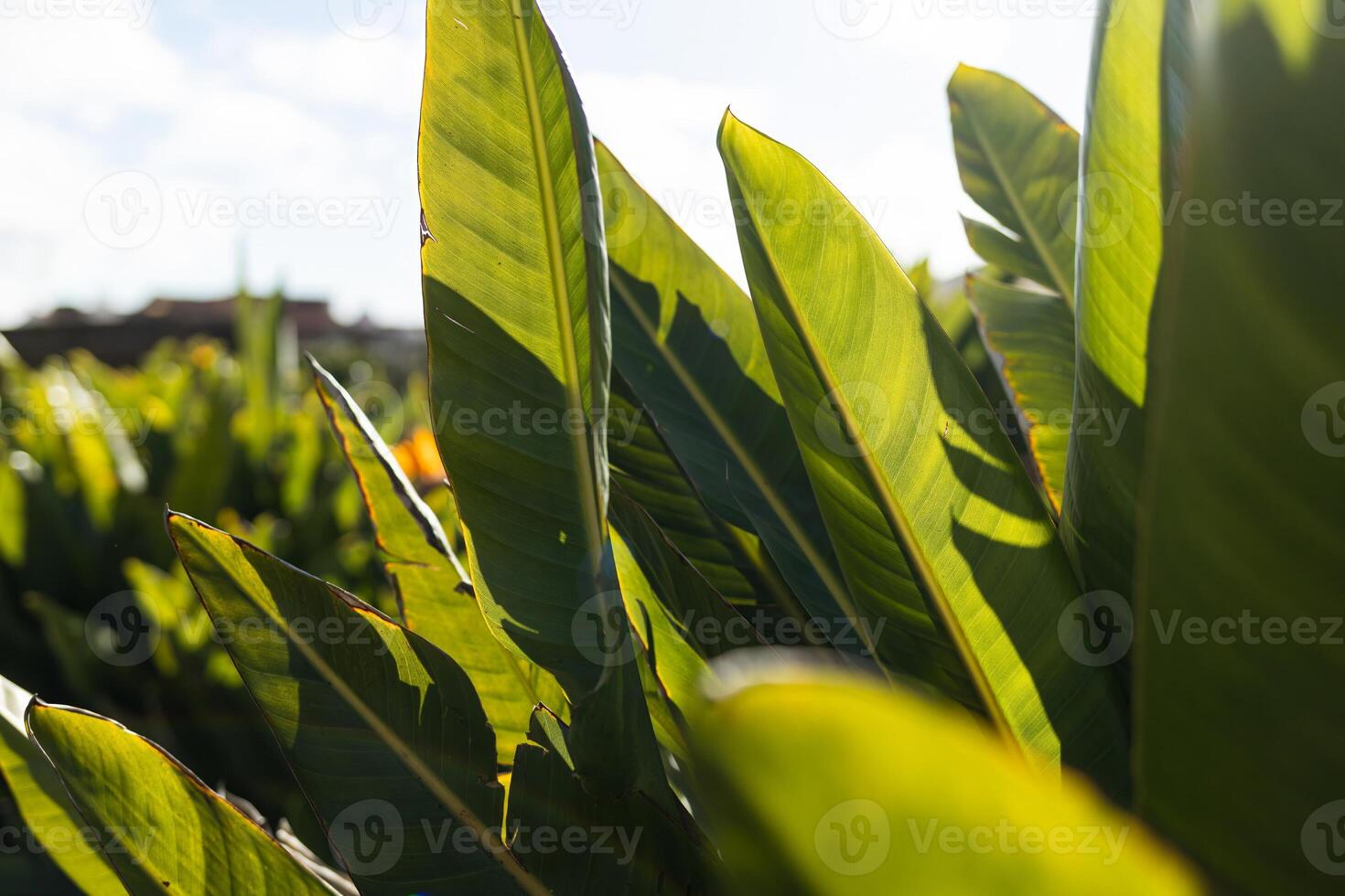 tropical foliage, large green leaf, background texture against blue sky photo