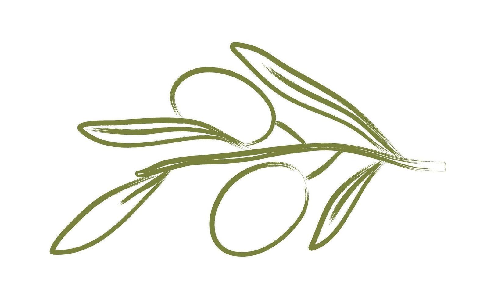 Hand drawn olive tree branch in doodle style. Minimal pencil brush for menu, poster. illustration vector