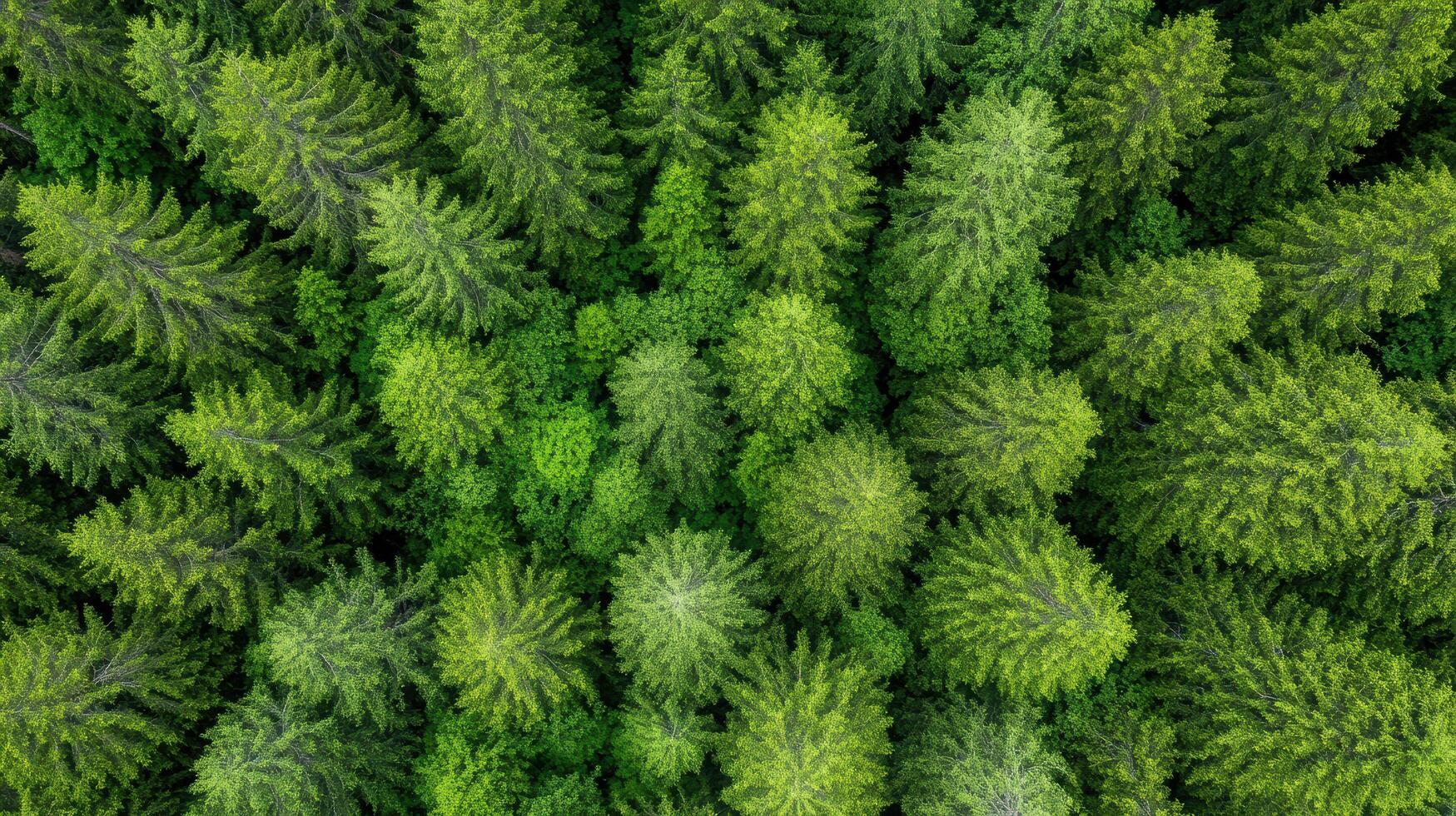 An aerial view of a forest of green trees photo