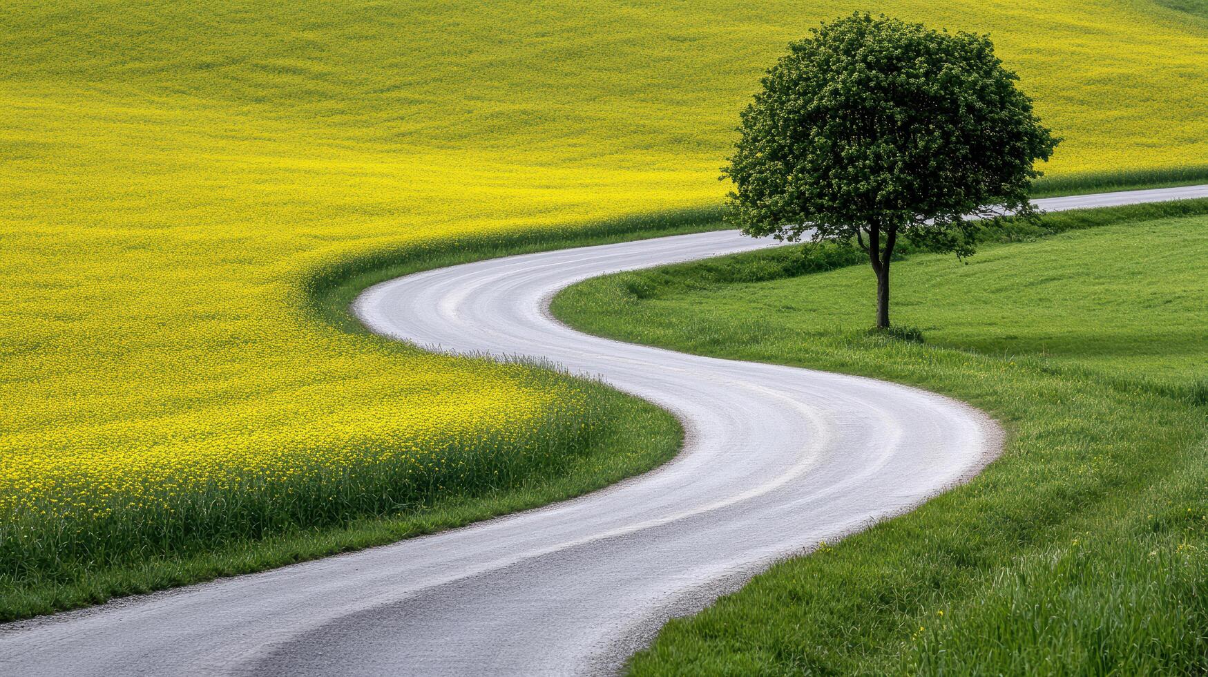 A winding road with a tree and yellow flowers photo