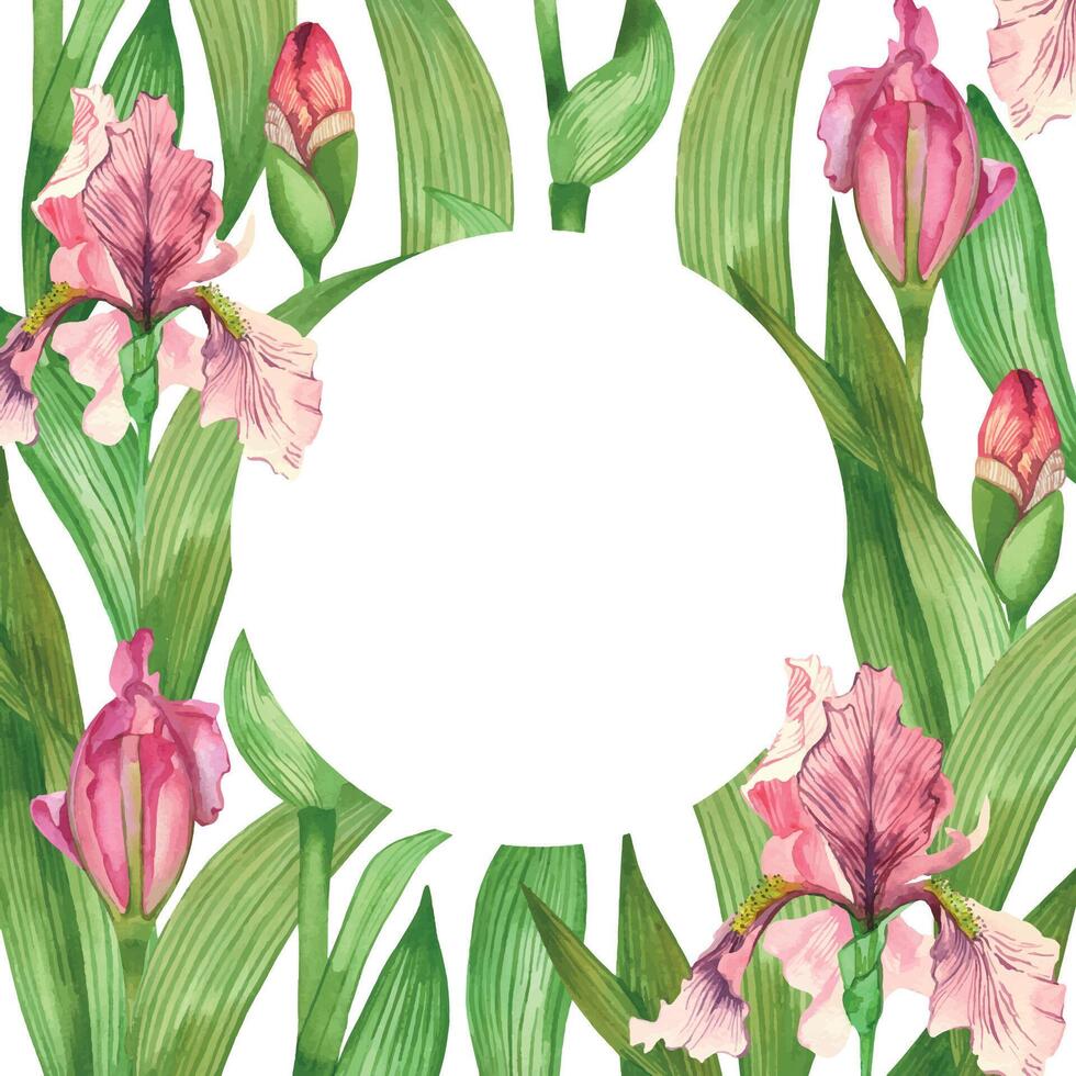 Round watercolor frame of pink iris flowers, blossoming flowers, pink buds, green leaves, all objects are hand painted with watercolor. For printing on postcards, invitations to weddings vector