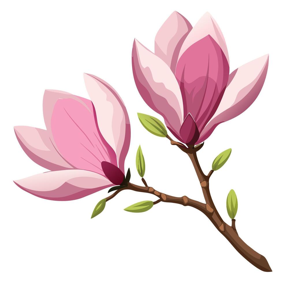 Blooming Pink Magnolia Flowers Illustration vector
