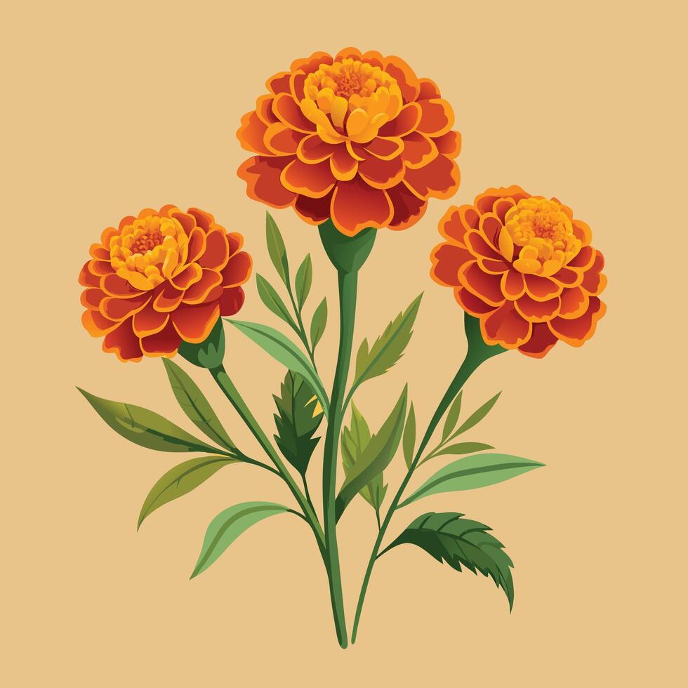 Marigold Flowers Illustration On Beige Background vector