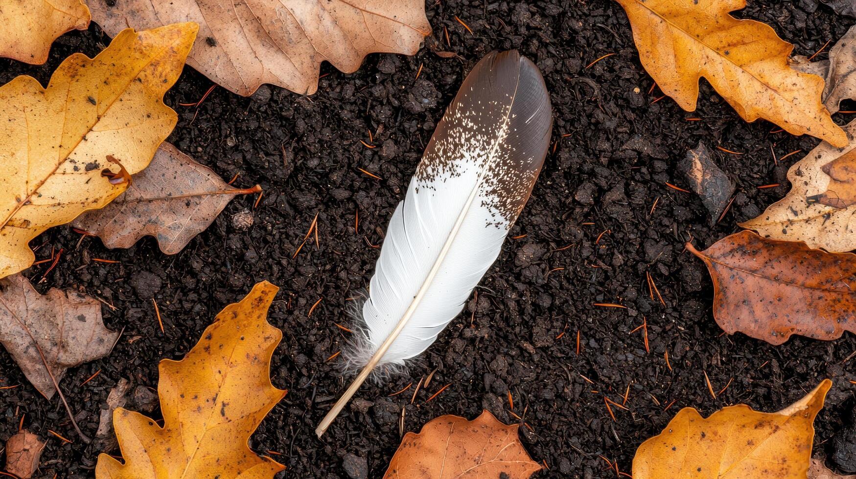 A feather rests on the ground surrounded by autumn leaves photo