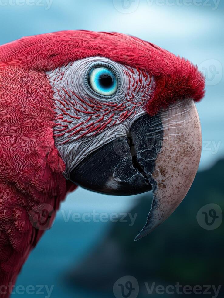 Close up of a vibrant scarlet macaw photo