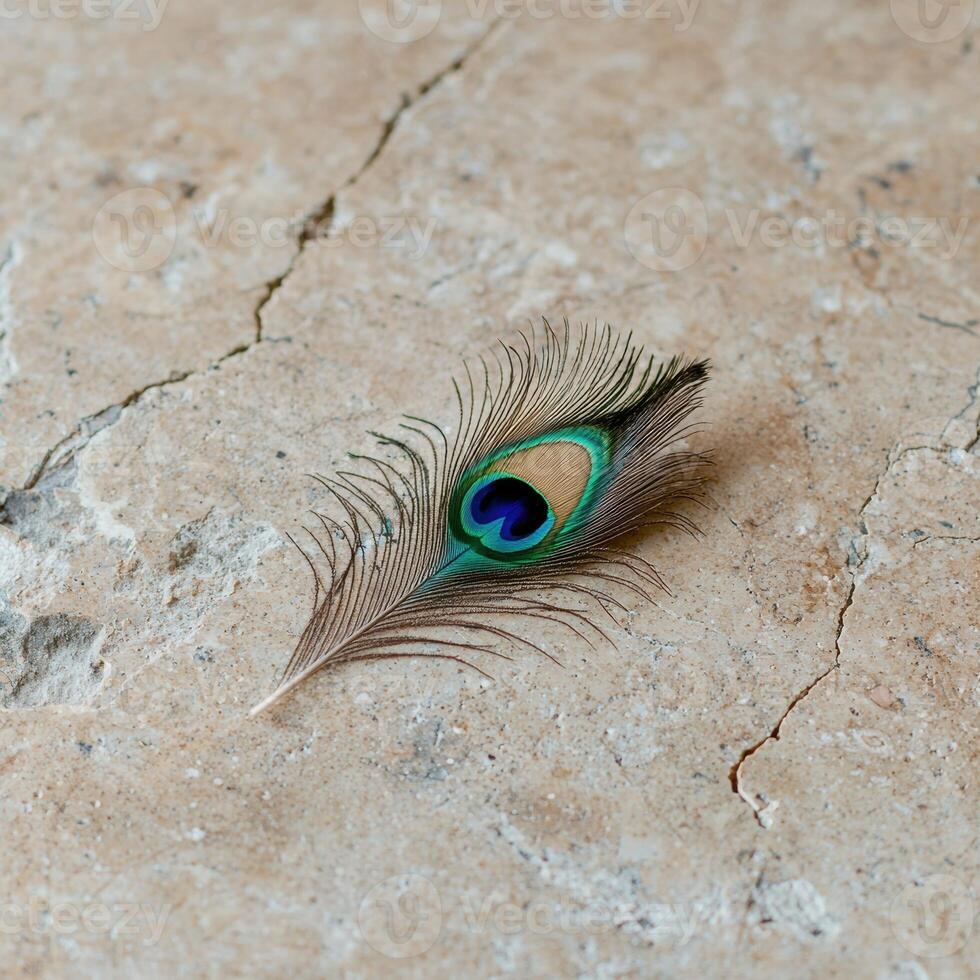 A vibrant peacock feather rests on a textured surface photo
