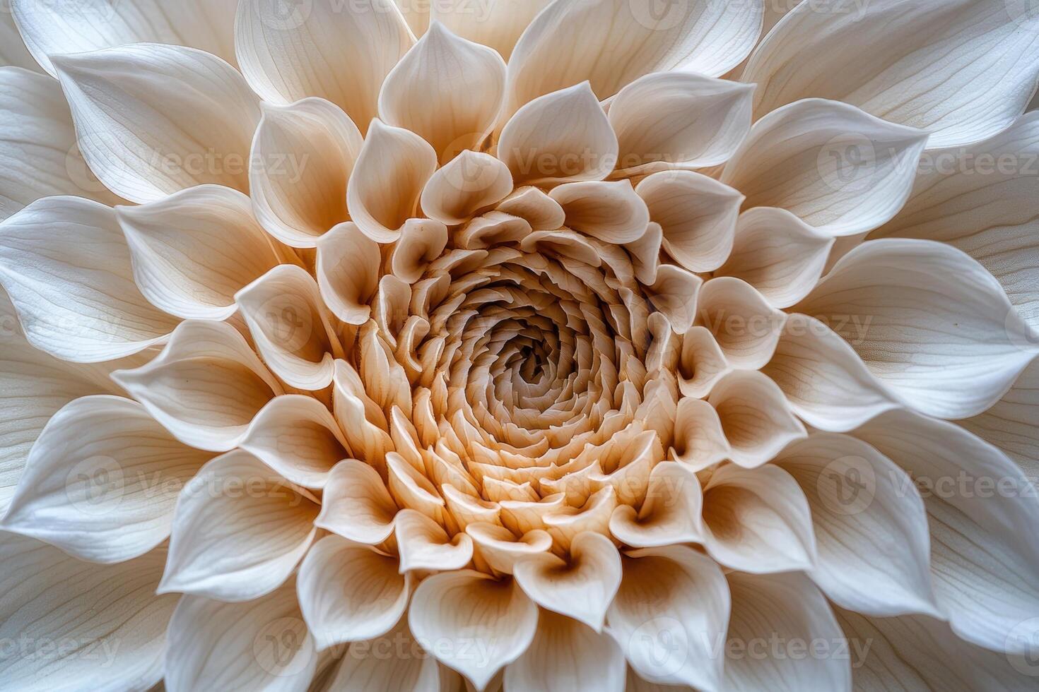 Close up of a beautiful cream colored dahlia flower photo