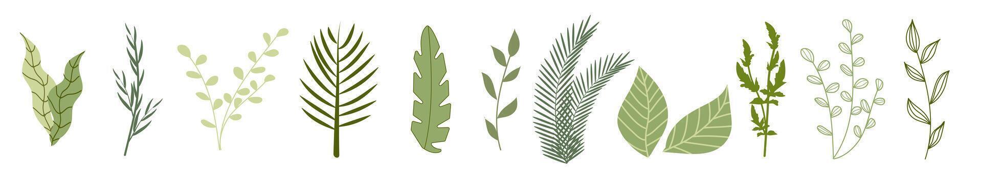Set of green botanical branches. Hand-drawn and stylized leaves and herbs in various shapes. Perfect for eco design, packaging, wedding decor, natural cosmetics, and organic product branding. . vector