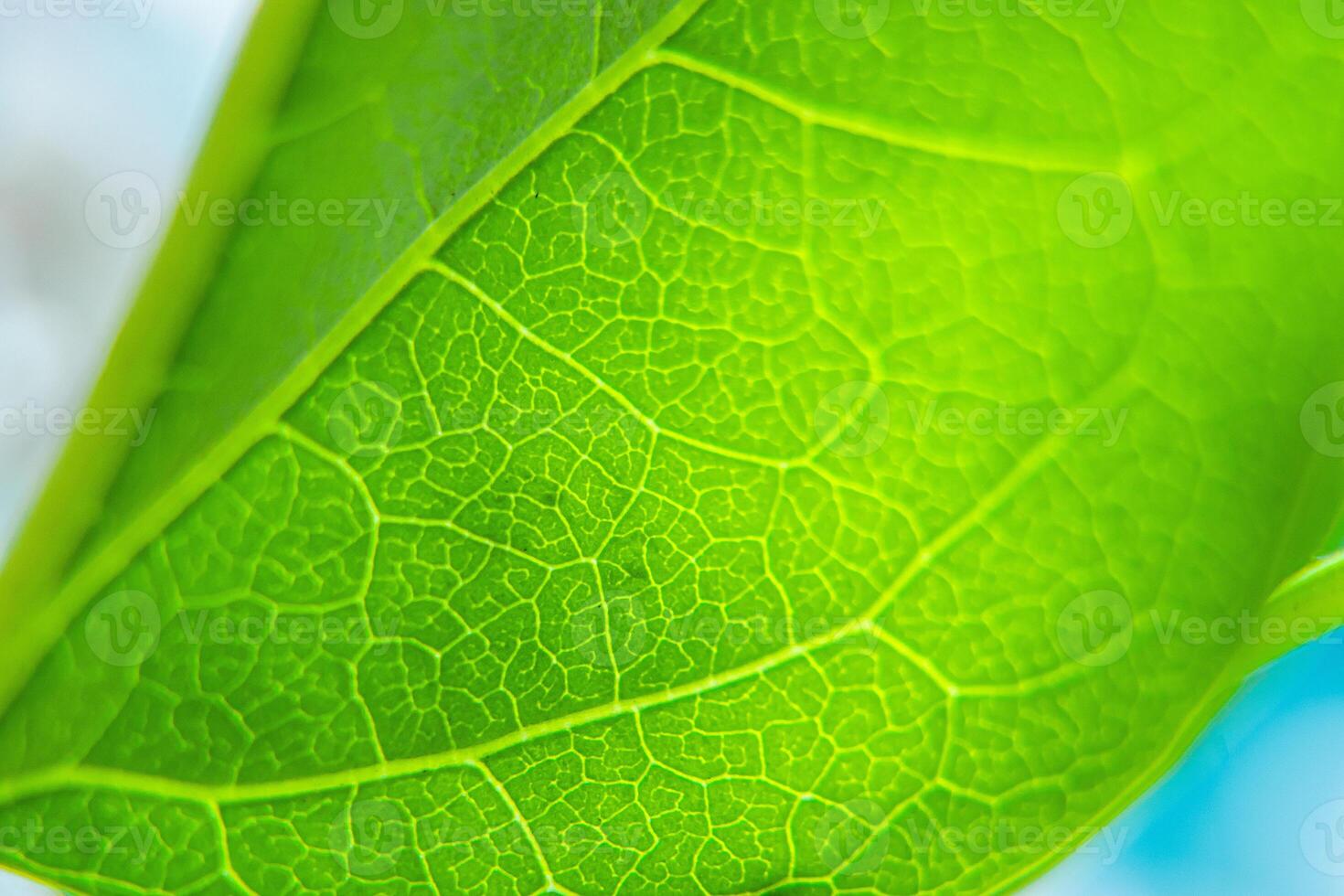 Macro photo of fresh green leaf with veins.