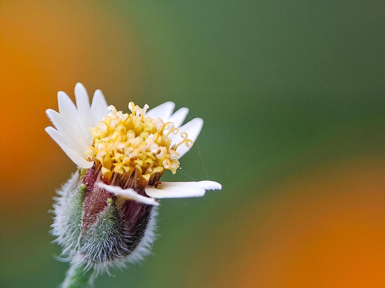 delicate white and yellow wildflower, showcasing its intricate details against a soft green background Perfect for nature photography, botanical studies, and designs celebrating natural beauty photo