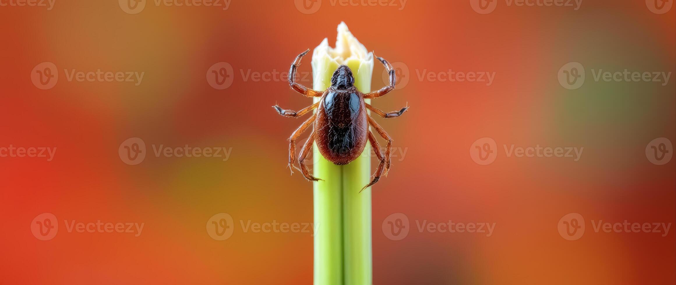 detailed close-up of a single tick on a green stem photo