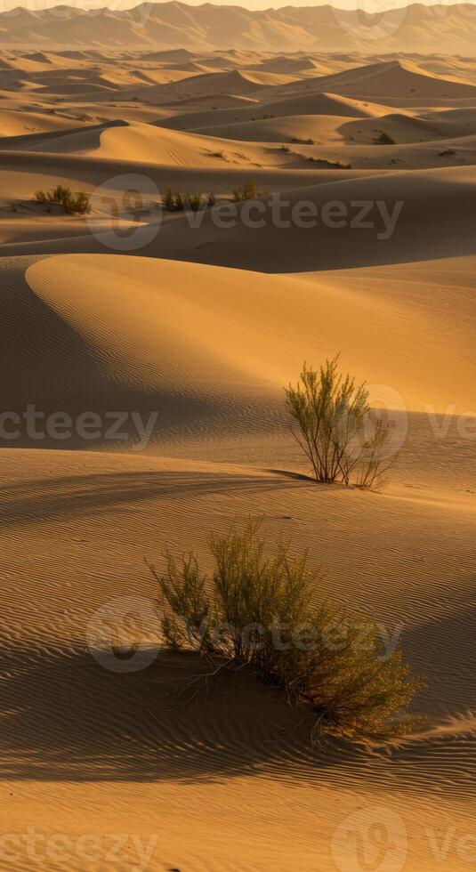 Rolling sand dunes and sparse desert plants create a serene landscape under the warm sunlight photo