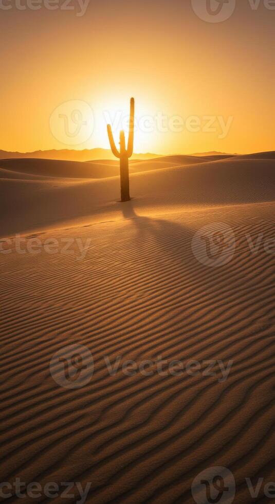 A lone cactus bathed in the warm glow of the setting sun creates a dramatic desert scene. photo