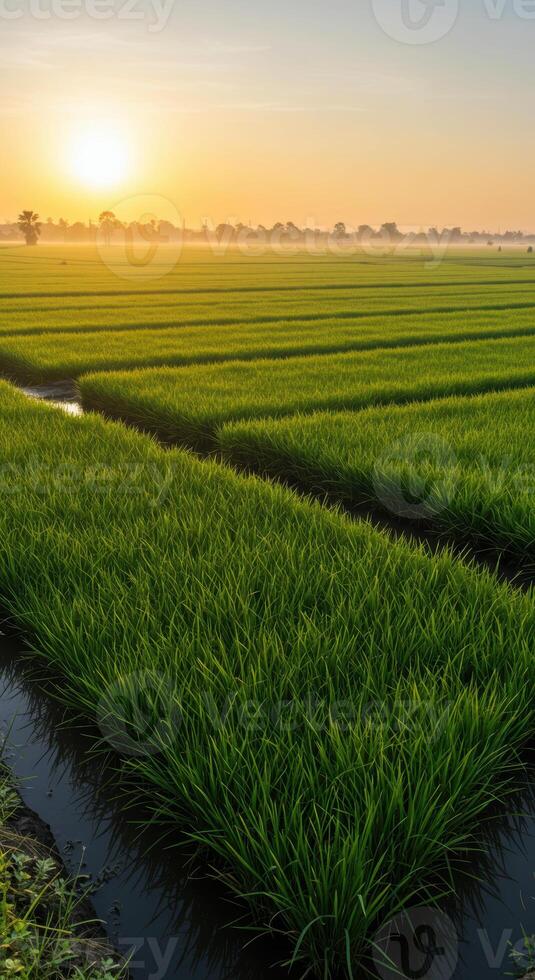 Early morning sunlight illuminates the vibrant green rice fields in a serene landscape. photo