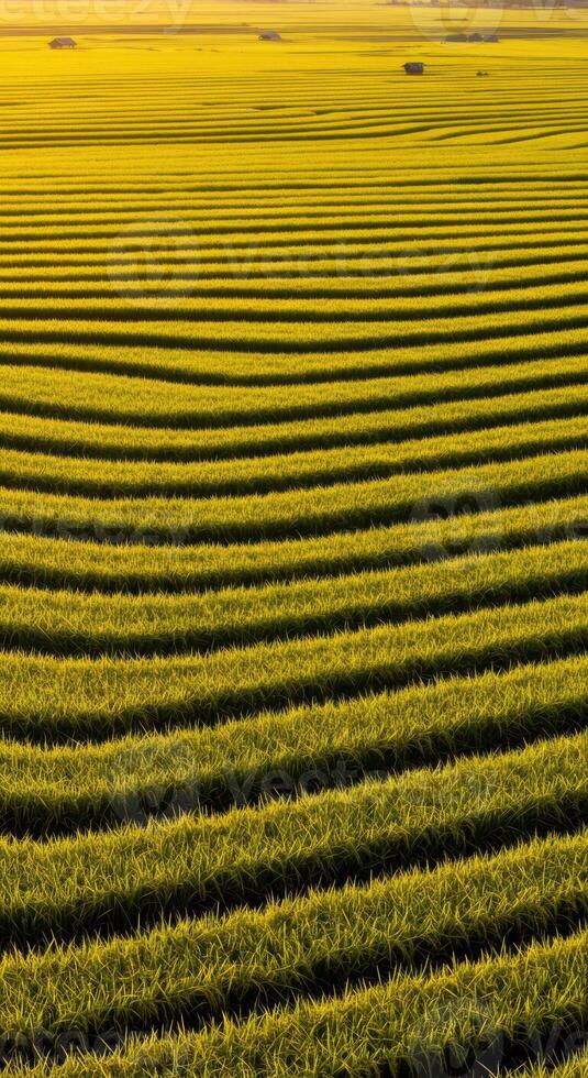 View of a sprawling farmland under a bright, sunny sky with lush, green crops. photo
