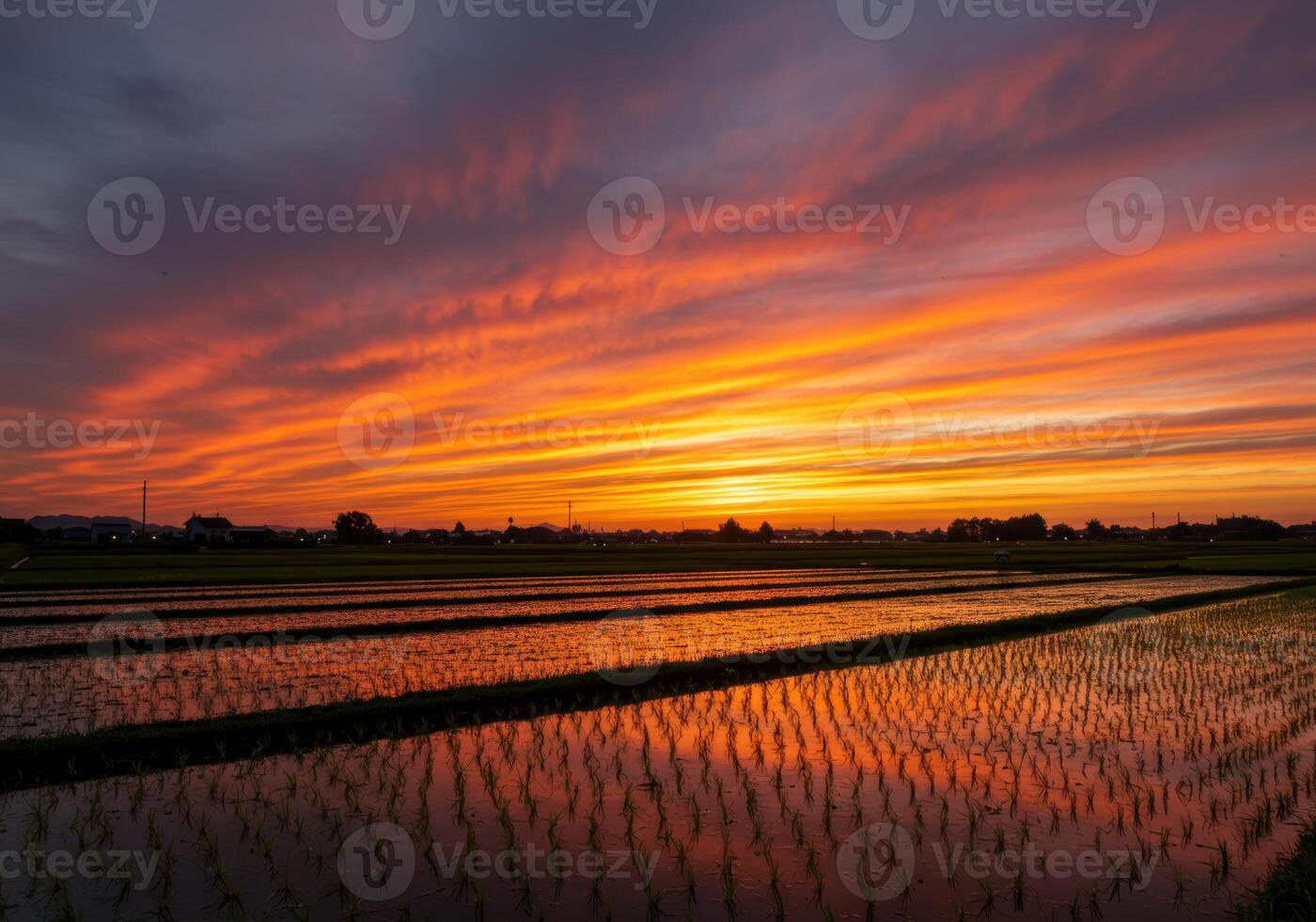 A stunning sunset paints the sky with vibrant colors reflected in the flooded rice paddies. photo