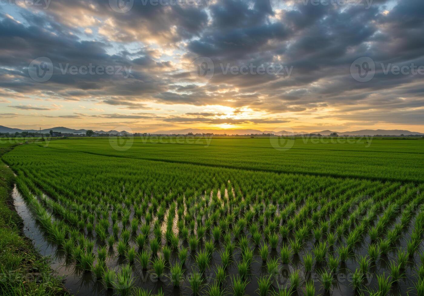 A breathtaking view of a green rice field bathed in the warm glow of the sunset. photo