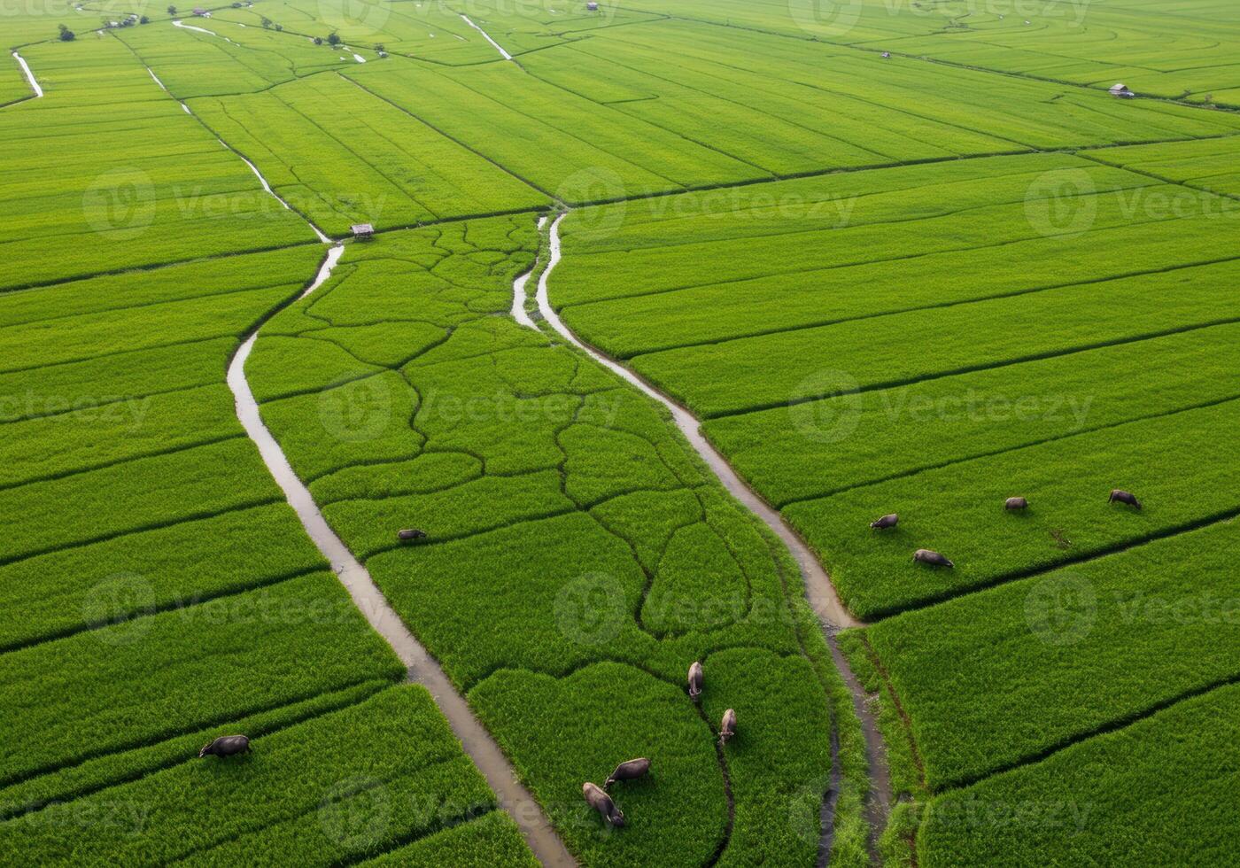 An expansive view of lush, green rice fields with water buffalo grazing in the open farmland. photo