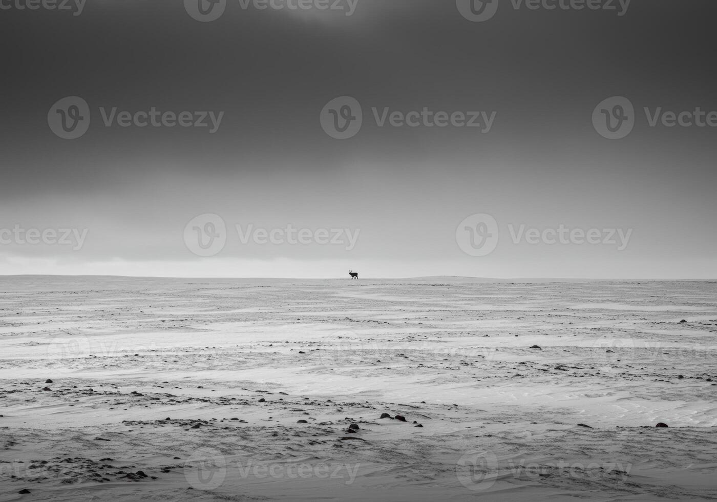A solitary deer crosses a snowy field beneath a dark and foreboding sky. photo