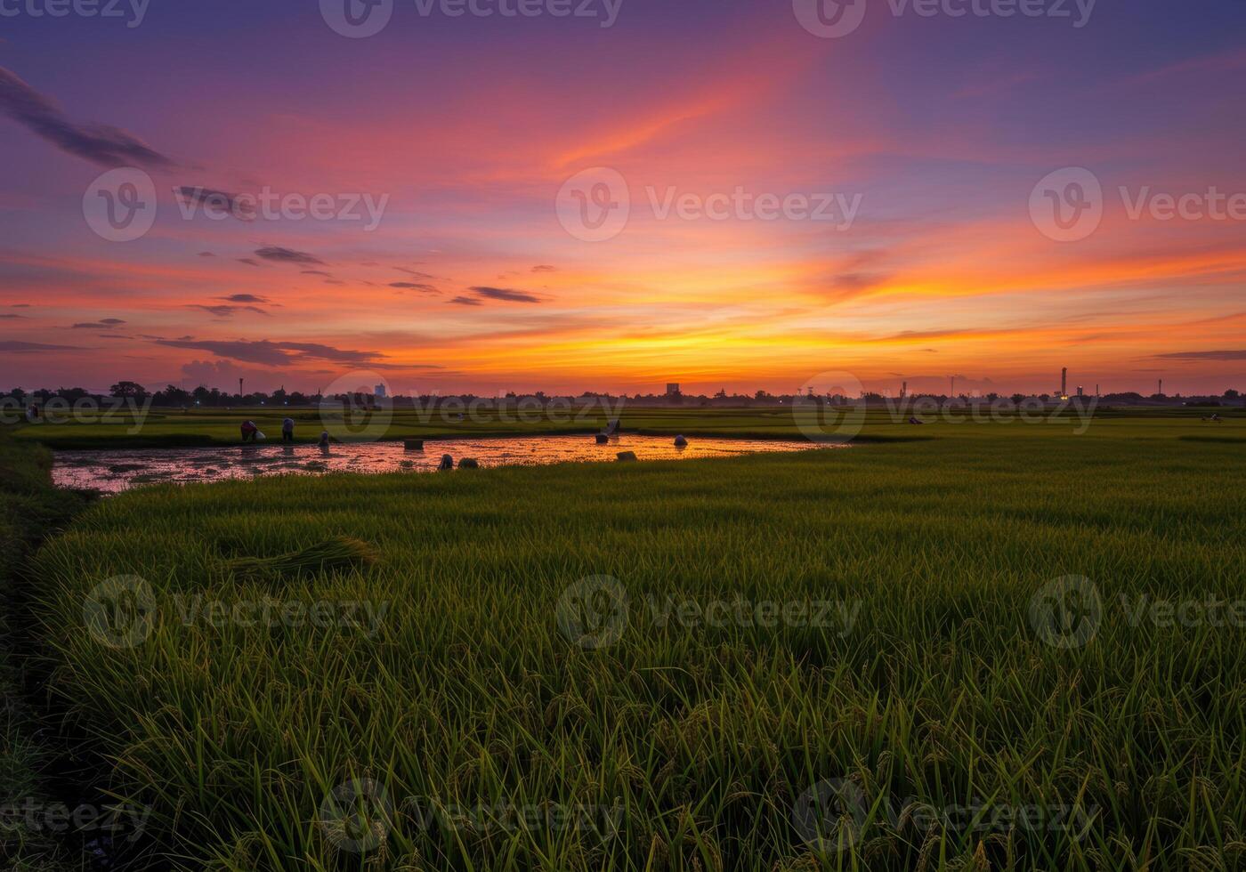 Spectacular sunset view over a vast rice field, with a vibrant sky and serene atmosphere. photo