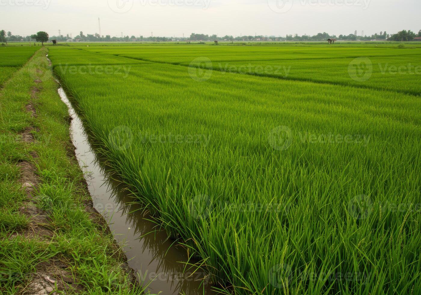 Vibrant green rice fields stretch across the landscape under a soft, overcast sky. photo