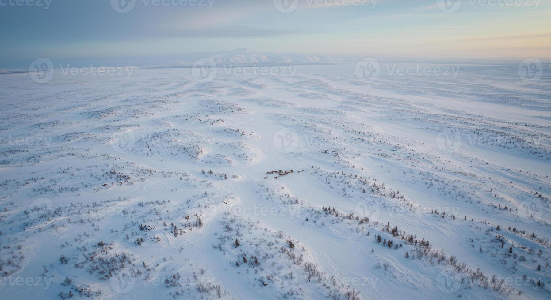 An expansive aerial view of a snow covered terrain with low growing shrubs at dawn. photo